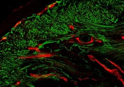 Lymphatic Endothelial Cells Antibody (LA102) - Azide and BSA Free, Novus